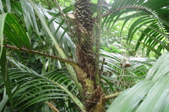 Calamus pseudotenuis